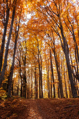 Autumn beech forest with sun rays among yellow leaves. Golden bright mystical mysterious landscape with fabulous trees. A journey through the forest. Beauty of nature. Natural background for design