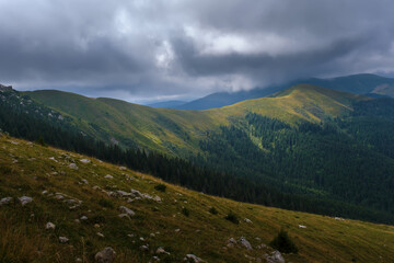 Natural alpine scenery in a cloudy day landscape. Young spruce trees forest conquer the empty high slopes of the mountains. Concept of ecology, conservation, deforestation. Earth Day. World Beauty