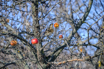 The fieldfare (Turdus pilaris) in a apple tree on a frozen winter day, feeding with tasty red apples. Bird standing on branch. Dark diffused background. Scene from wild nature