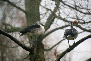 A view of an African Comb Duck