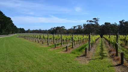 Fototapeta premium Vineyard grape vines in Mornington Peninsula region