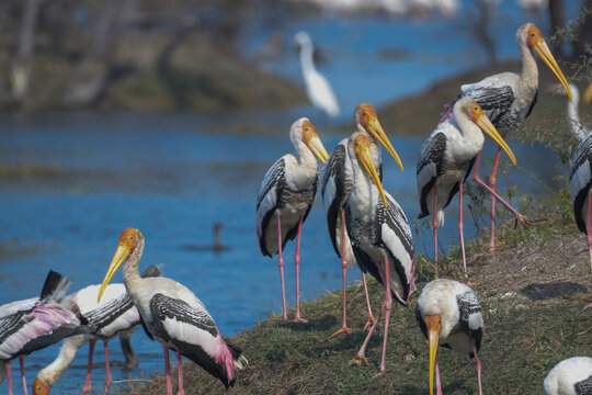 Indian Painted stork or Mycteria Leucocephala in Keoladeo national park also known as Bharatpur bird sanctuary