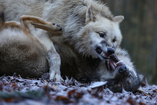 zwei w&ouml;lfe spielen und k&auml;mpfen und fletschen dabei die z&auml;hne, canis lupus