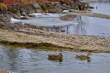 ducks on the river as a family in the first days of January  2023