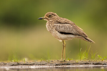Water thick-knee standing in its natural habitat