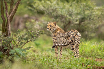 Wild Cheetah on the hunt in a green and natural habitat