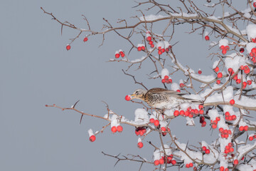 Hawthorn branches with ripe fruits are covered with freshly fallen snow against a gray sky. On one of the branches sits a fieldfare thrush and holds a hawthorn fruit in its beak.