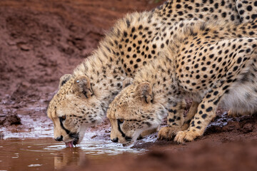 Wild Cheetahs drinking in a puddle of water