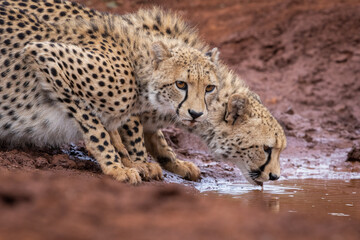 Wild Cheetahs drinking in a puddle of water