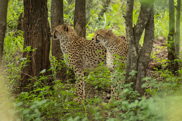 Wild Cheetahs use the forest as cover during the hunt