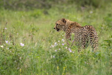 Wild Cheetah walking in a flowery meadow 