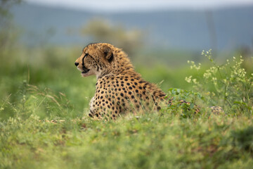 Wild Cheetah resting in the grass
