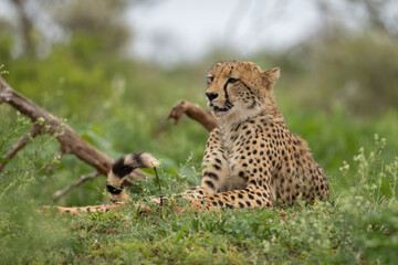 Naklejka na ściany i meble Wild Cheetah resting in its natural habitat