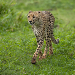 Wild Cheetah in its natural habitat
