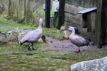 A view of a Cape Barren Goose