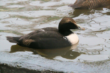 A view of an Eider Duck
