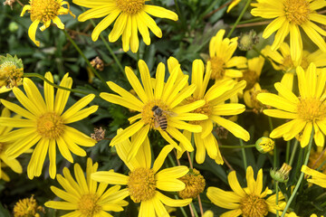Yellow daisies with a bee on the central one.