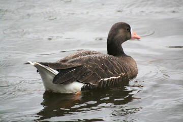 A view of a White Fronted Goose