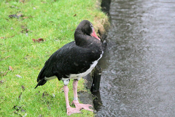 A view of a Black Spur Goose