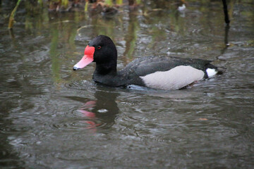 A view of a Rosybill Duck