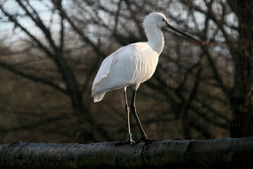 A view of a Spoonbill