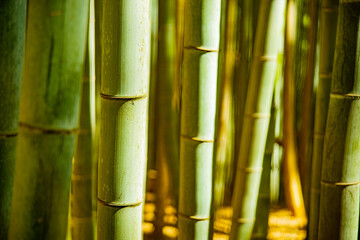 Obraz premium Close-up of bamboos growing in forest in Japan