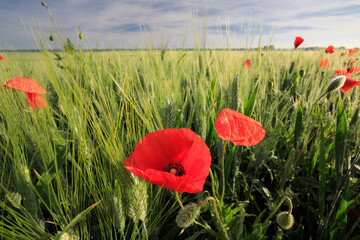 Spring rye field with wild poppy flowers in the morning