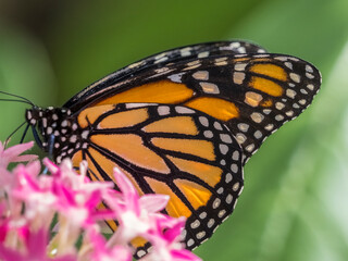 Orange and black Monarch butterfly Danaus plexippus on flower in the Butterfly Estates in Fort Myers Florida USA