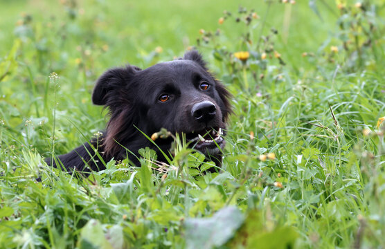 Beautiful dog eating grass on a meadow outdoors. Border collie dog (Canis lupus familiaris) tasting and enjoying fresh pasture to heal and clean its intestines.