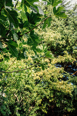 fig tree with greenery in background