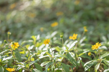 Obraz na płótnie Canvas 沖縄に咲く黄色いアメリカハマグルマの花