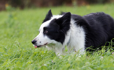 Beautiful dog eating grass on a meadow outdoors. Border collie dog (Canis lupus familiaris) tasting and enjoying fresh pasture to heal and clean its intestines.