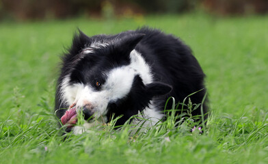 Naklejka na ściany i meble Beautiful dog eating grass on a meadow outdoors. Border collie dog (Canis lupus familiaris) tasting and enjoying fresh pasture to heal and clean its intestines.
