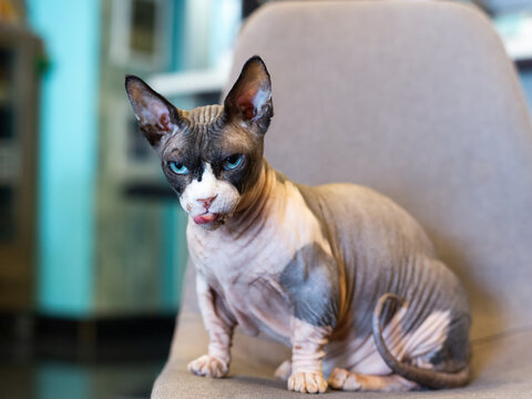 Selective focus view of cross-looking Bambino sphinx cat with tongue out sitting on chair