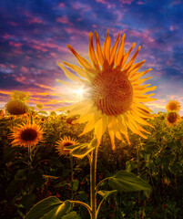 amazing blooming sunflowers on the fields of Europe, Provence, Europe...exclusive- this image is...