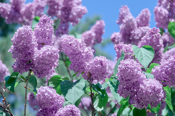 Lilac flowers blooming in the spring garden.