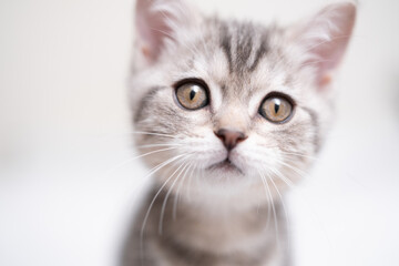 A funny gray kitten sits in a cozy white bed. Postcard with a pet