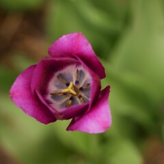 Tulip flower closeup, spring flower on bokeh background, pink tulip fl;ower closeup on green bokeh...