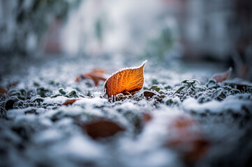 Strahlend orange-gelbes Laub das inmitten eines gefrorenen Untergrunds hervorsteht.