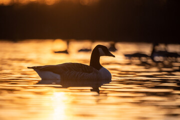Kanadagans schwimmt zur goldenen Stunde auf einem See der das Sonnenlicht golden reflektiert
