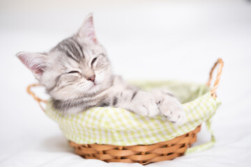 Fototapeta na wymiar Cute gray kitten sleeping in a wicker basket. holiday card with a pet