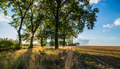 Wysokie drzewa w zagajniku z żółtymi trawami, jesień