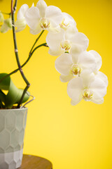 orchids flower in a pot on yellow background.