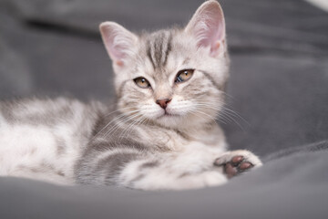 A cute gray kitten lies on a gray blanket in a cozy room.