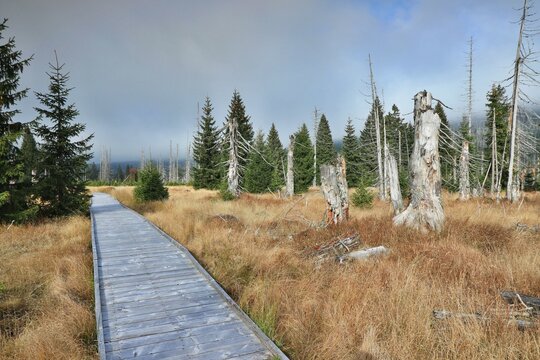 Stream Roklansky, Modrava, Sumava, Czech Republic, view on the autumn forest, Sumava National Park, Luzen valley 