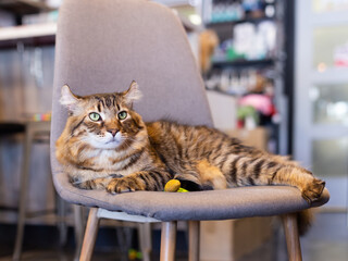 Selective focus view of serious looking Highlander cat lying down on chair indoors - Powered by Adobe