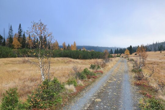 Stream Roklansky, Modrava, Sumava, Czech Republic, view on the autumn forest, Sumava National Park, Luzen valley 