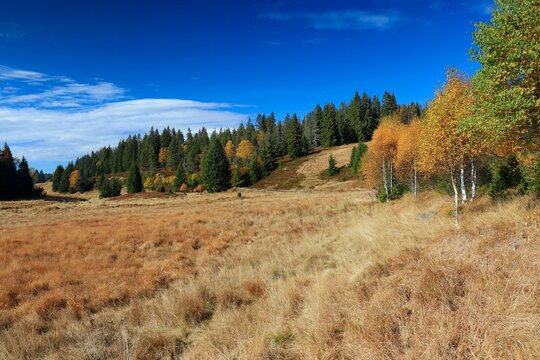 Stream Roklansky, Modrava, Sumava, Czech Republic, view on the autumn forest, Sumava National Park, Luzen valley 