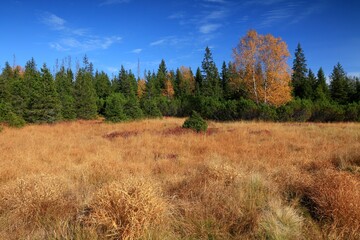 Stream Roklansky, Modrava, Sumava, Czech Republic, view on the autumn forest, Sumava National Park, Luzen valley 