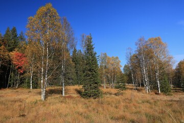 Fototapeta premium Stream Roklansky, Modrava, Sumava, Czech Republic, view on the autumn forest, Sumava National Park, Luzen valley 